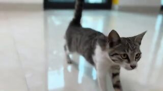 Kitten's anxious encounter, feeding the kitten milk and going to the toilet!