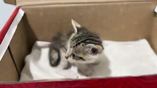 I can't believe how dirty a kitten gets on its first bath