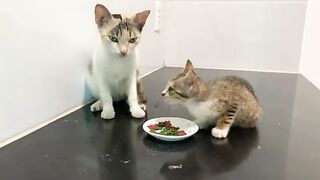The rescued kitten clung to its foster mother. It finally found happiness again.