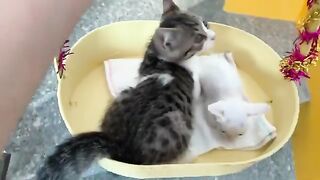 Adorable meeting between a rescued kitten and a house cat. part 2