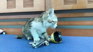 Rescued kitten gets first nail trim