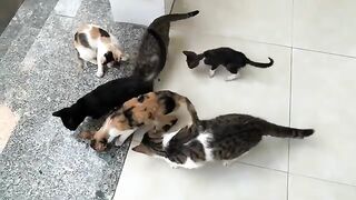 Bathe Your Kitten Safely With These Flea Medication Tips