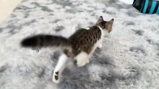 Don't Miss This Adorable Encounter Between Rescued Kitten and House Cat