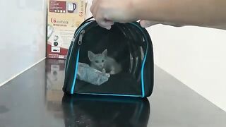 Bathing a rescued kitten for the first time