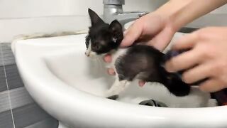 Cute kitten waiting for dad on the table and fell asleep