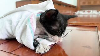 You Won't Believe This Kitten's Recovery After a Bath!