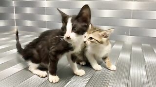 Bathing two kittens at the same time and listening to them sing