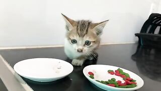 The first time a kitten meets a big cat of the same color, the kitten thinks it is its mother