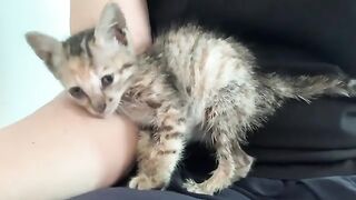 Adorable and mischievous kittens
