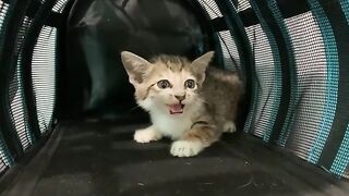Shy rescued kittens are cared for by adult house cats