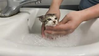 Kitten's reaction when meeting a big cat for the first time