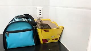 Newly adopted kitten's first bath
