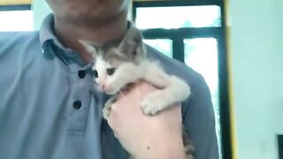 I gave my kitten a second bath and this is what happened