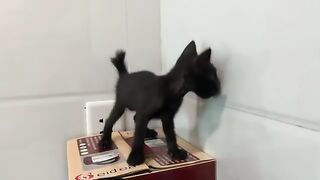 Kittens eat their first meal on the first day of adoption
