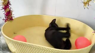 Two Cats Playing Together Is The CUTEST Thing You've Ever Seen!