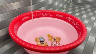 Two kittens take their first bath together