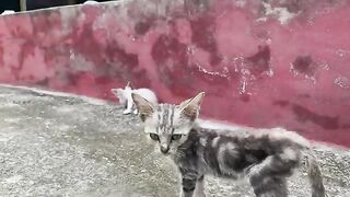 The joy of a rescued kitten when he meets his friends in the same situation