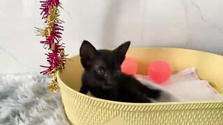 A rescued kitten's new friend teaches him to scratch his claws