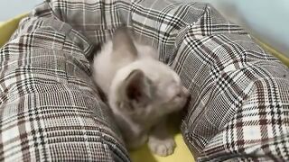 Kittens don't drink formula and here's why