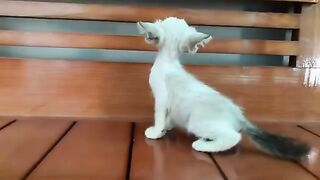 How would a rescued kitten react when it first meets a domestic cat?
