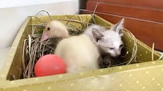New life of adopted kitten, the kitten has stopped crying and is eating his favorite food