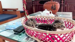 So cute! Noisy kittens are clipping their nails and taking their first steps
