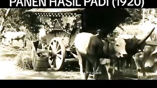 Suasana memanen dan menanam padi (1920)