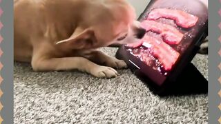 Funny Animal
