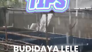 TIPS Lancar budidaya ikan lele DIMUSIM HUJAN