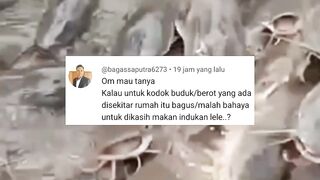Pakan INDUK LELE agar cepat MATANG GONAD