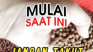 Mulai SAAT ini jangan TAKUT menggunakan PELET MURAH