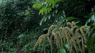 See rairain sounds