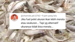 KENAPA❗Dengan PELET ukuran lele RATA Dengan pakan ALTERNATIF ukuran lele TIDAK RATA
