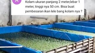 Kolam tinggi 50cm cukup BERESIKO untuk pembesaran lele