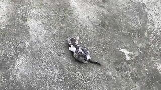 Kittens Scream During First Bath With Fleas and Dirt