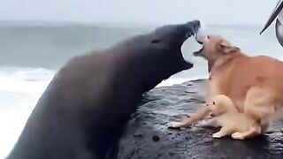 Pelicans United to Save a Mother dog