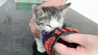 Newly adopted kitten reacts to meeting big cat in the house for the first time