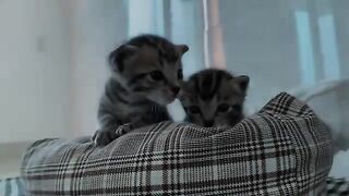 My Mom's DIY Kitten Gift is Purrfectly AMAZING