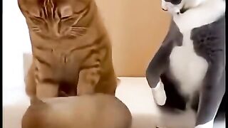 Cat dog prank ????????