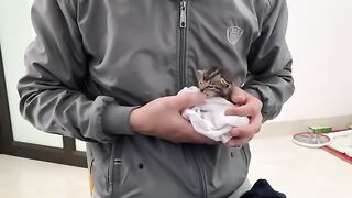 Want Your Kitten to Sleep in 4 Minutes Watch This