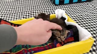 Want to see adorable kitten moments? Check it out now!