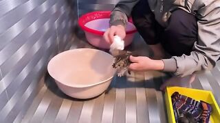 Two Adorable Kittens Take Their First Bath Ever!