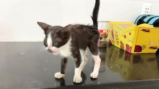I gave my bath-hating cat a bath, but he wouldn't leave my side because...