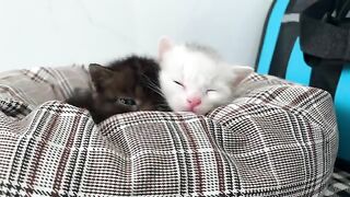 Woke up and asked for milk, kitten slept on me
