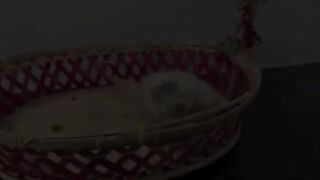 Messy first bath: Kittens from shelter covered in poop