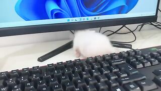 So cute. The kitten went to work with its owner but slept on the desk