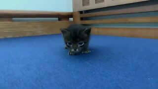 The kitten doesn't know how to play yet but looks very cute.