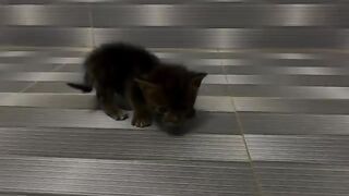 Kittens Get Their FIRST EVER Bath!