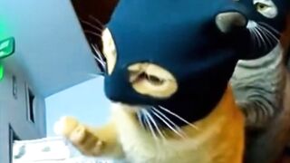 Thats it, Buying all Fish #cctv #footage #ring #doorbellcamera #funny #animal #viral #shorts