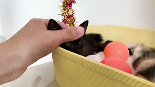What Happens When You Let Kittens Play in Your Office Every Day?